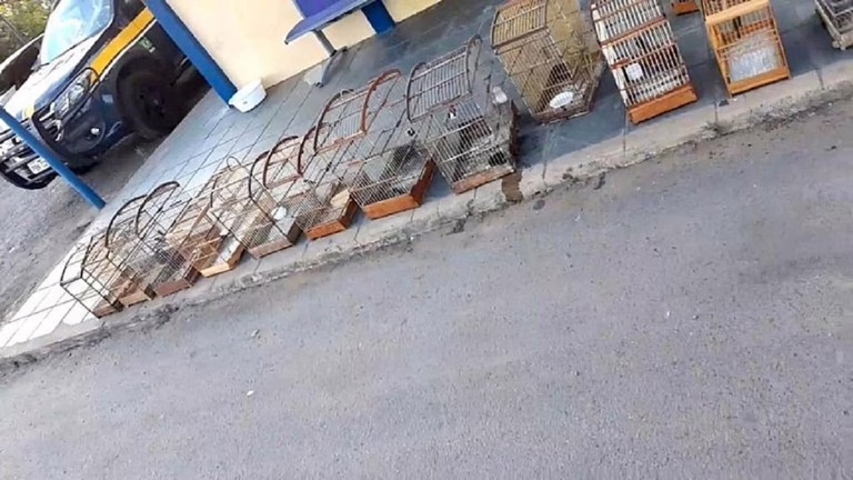 Quase 20 aves silvestres criadas ilegalmente são resgatadas na Bahia