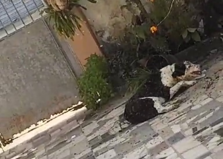 Enxame de abelhas ataca e mata cachorro em Acajutiba