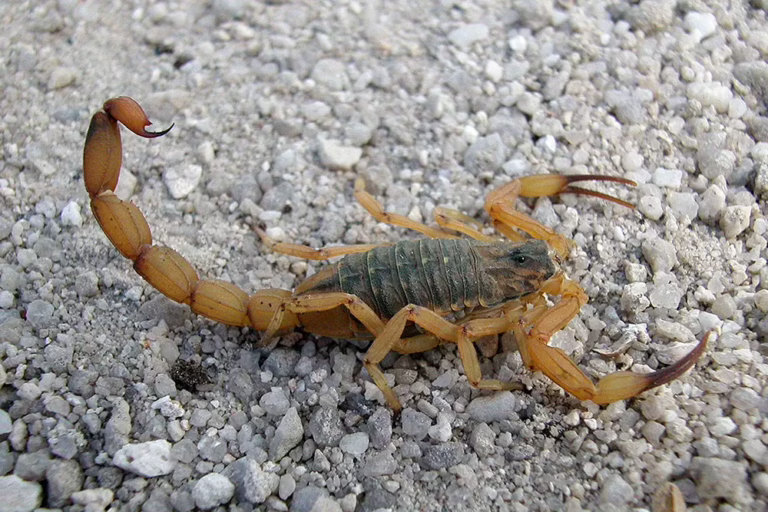 Mortes por picada de escorpião crescem 58% na Bahia