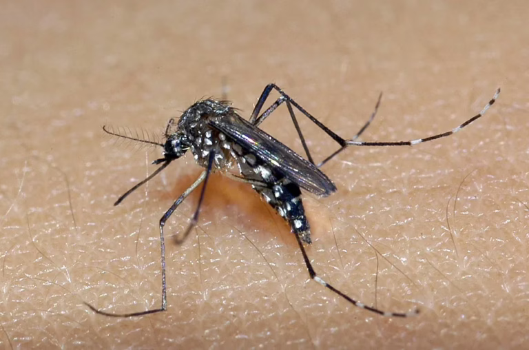 Quatro novas mortes por dengue são confirmadas na Bahia; número de casos subiu para 27