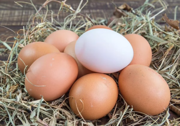 Estado bate próprio recorde e tem maior produção de ovos em 23 anos