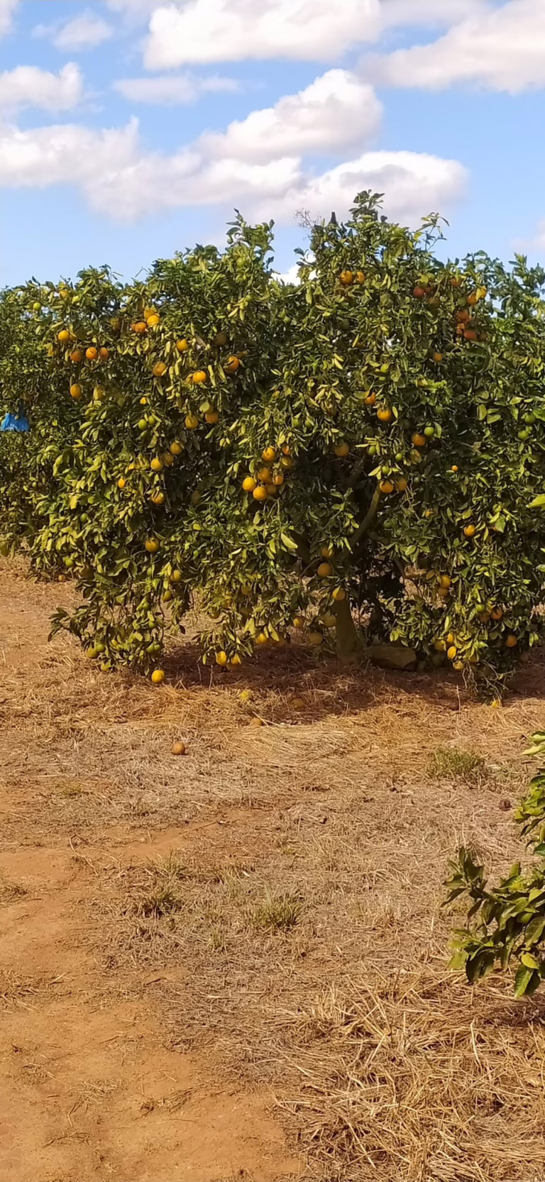 Furtos de laranja explodem em Acajutiba com alta no preço da tonelada