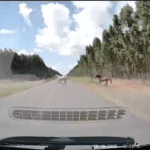 Motorista flagra animais atravessando pista na BA-233 entre Esplanada e Acajutiba; veja o momento exato no vídeo