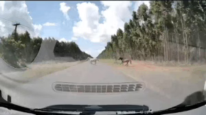 Motorista flagra animais atravessando pista na BA-233 entre Esplanada e Acajutiba; veja o momento exato no vídeo
