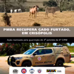 Gado é furtado em Aporá e recuperado pela PM horas depois na zona rural de Crisópolis